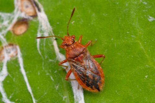Réf. 264 000 : Rhopalus parumpunctatus