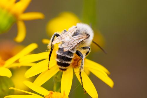 Dasypoda hirtipes