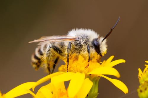Dasypoda hirtipes
