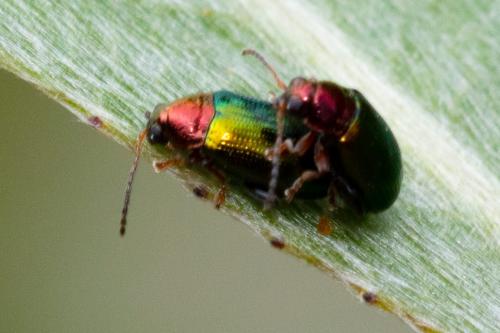 Réf. 264 089 : Crepidodera aurata
