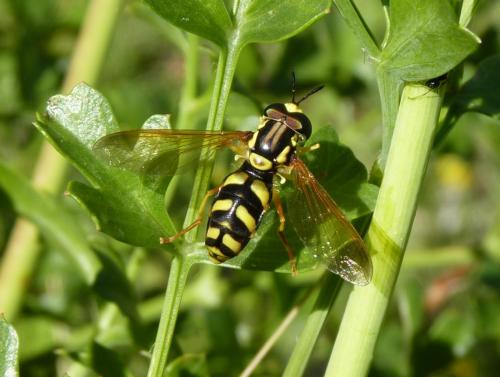 Chrysotoxum parmense