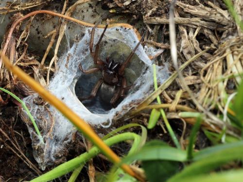 Drassodes_sl sp.