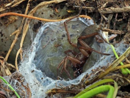 Drassodes_sl sp.