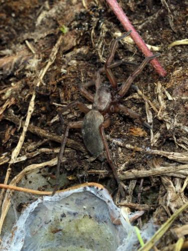 Drassodes_sl sp.