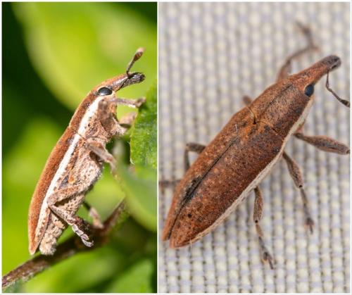 Réf. 264 961 : Lixus ochraceus