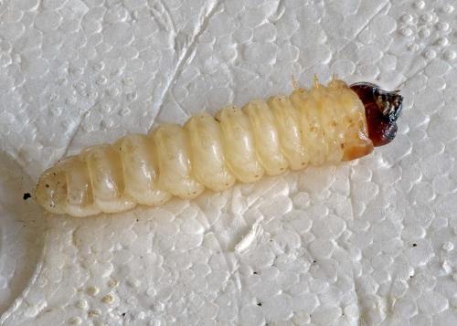 Réf. 264 131 : Rhagium inquisitor