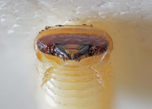 Réf. 264 132 : Rhagium inquisitor