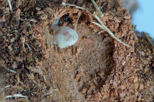 Réf. 264 157 : Rhagium inquisitor