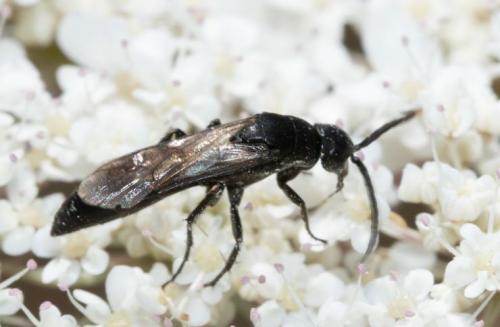 Homonotus sp.