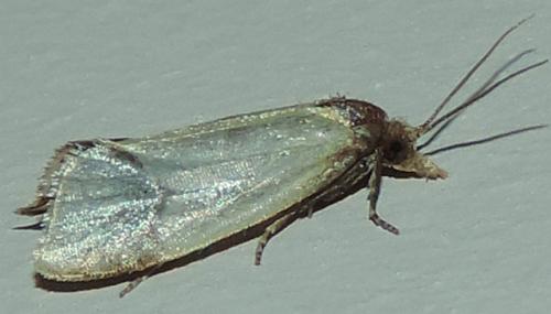 Agapeta sp.