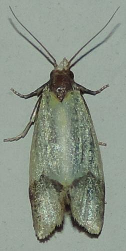 Agapeta sp.
