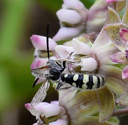 Colpa sexmaculata