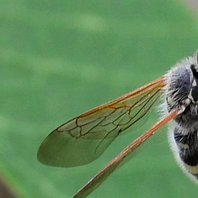 Réf. 264 891 : Colpa sexmaculata