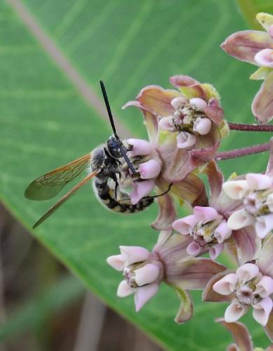 Réf. 264 889 : Colpa sexmaculata