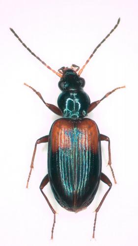 Bembidion ripicola
