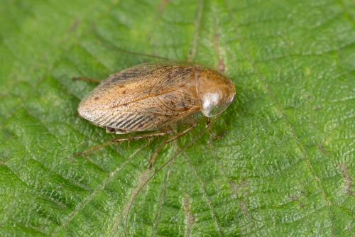 Réf. 264 169 : Ectobius pallidus