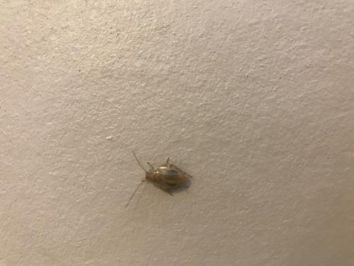 Réf. 264 906 : Ectobius sp.