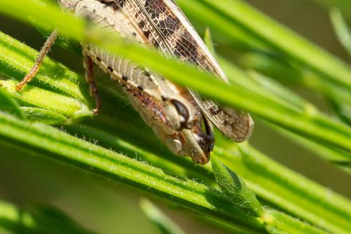 Calliptamus italicus italicus