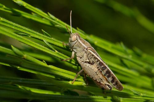 Calliptamus italicus italicus