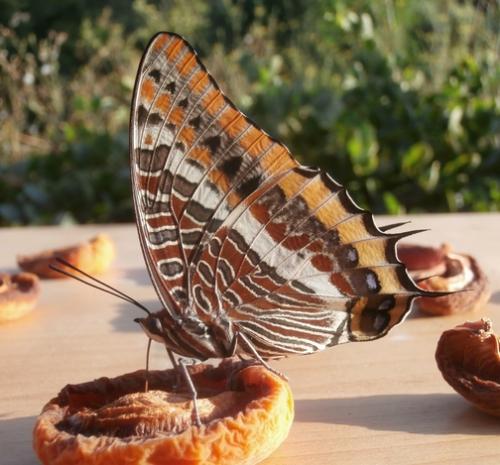 Réf. 264 278 : Charaxes jasius