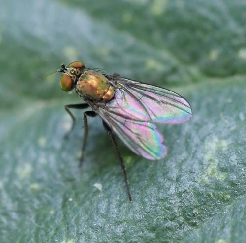 Chrysotus sp.