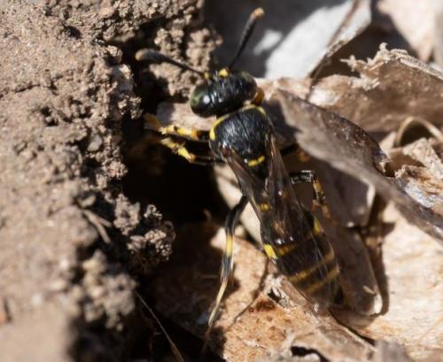 Ammatomus coarctatus