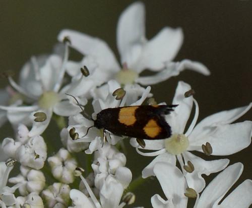 Pammene aurana