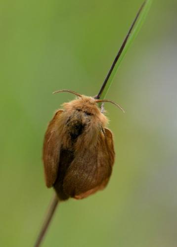 Malacosoma alpicola