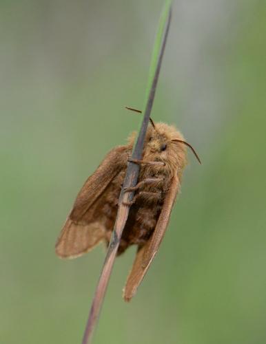 Malacosoma alpicola