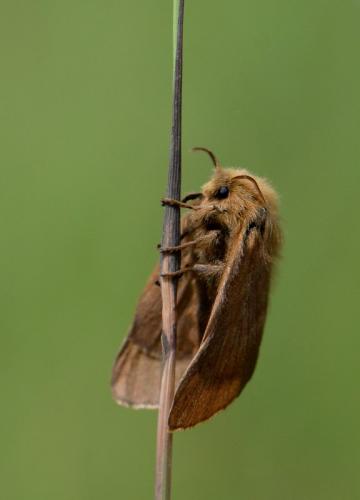 Malacosoma alpicola