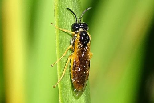 Selandria melanosterna