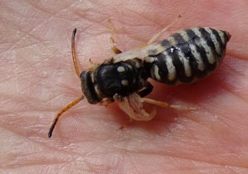Réf. 264 649 : Polochrum repandum