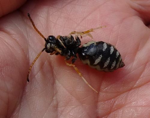 Réf. 264 651 : Polochrum repandum