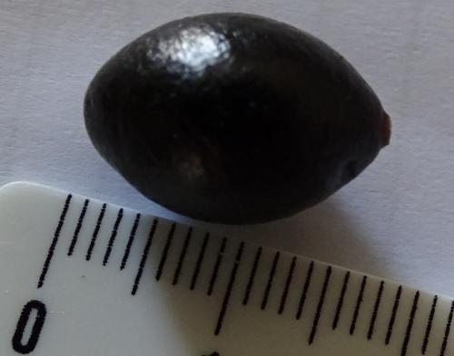 Polochrum repandum