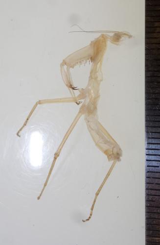 Réf. 264 352 : Hierodula patellifera