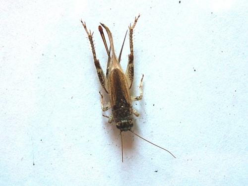 Eumodicogryllus bordigalensis bordigalensis