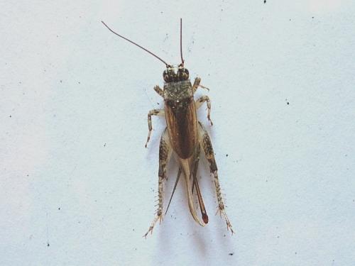 Eumodicogryllus bordigalensis bordigalensis