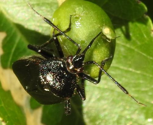 Réf. 264 506 : Deraeocoris trifasciatus