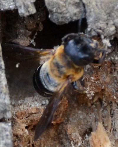 Megachile sculpturalis