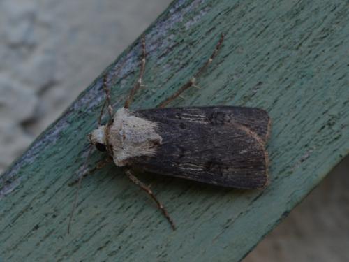 Réf. 264 138 : Agrotis puta