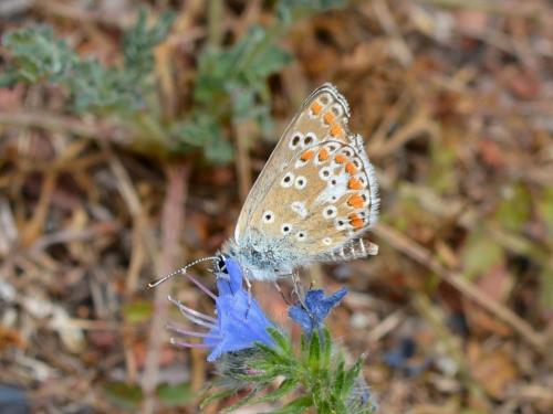 Réf. 264 512 : Aricia agestis