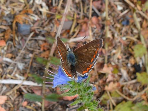 Réf. 264 514 : Aricia agestis