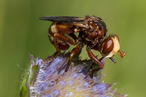 Réf. 264 088 : Sicus ferrugineus