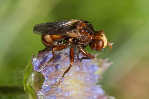Réf. 264 096 : Sicus ferrugineus