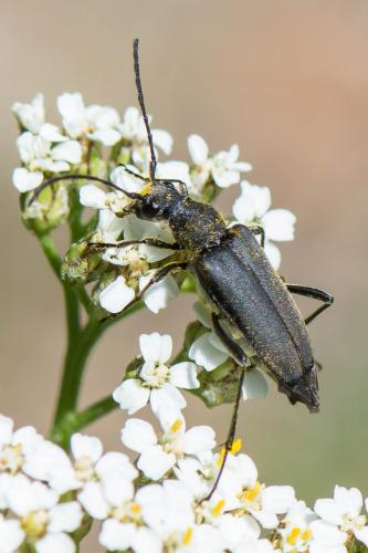 Anastrangalia dubia