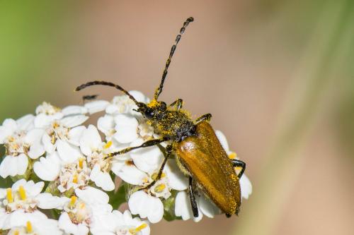 Réf. 264 172 : Stictoleptura hybrida