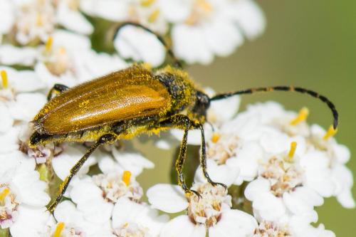 Stictoleptura hybrida