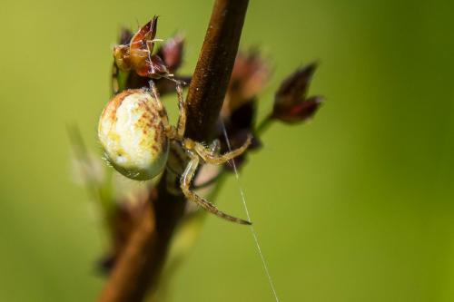 Araneus quadratus
