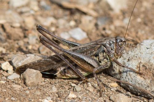 Réf. 264 855 : Platycleis albopunctata