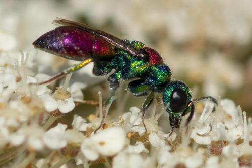 Réf. 264 566 : Chrysis sp.